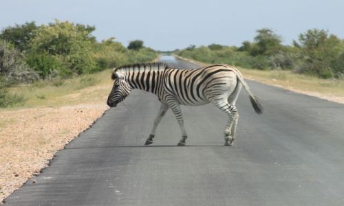Zdjcie NAMIBIA / - / pn etosha / przejscie dla zebry