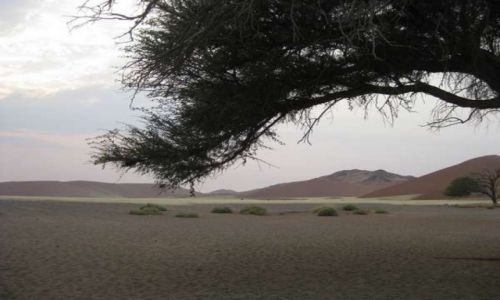Zdjecie NAMIBIA / Pustynia Namib / W / wit nad pustyni