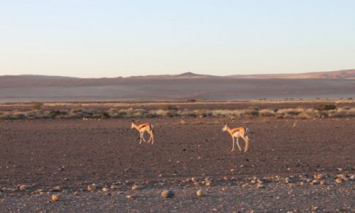 Zdjecie NAMIBIA / Pustynia Namib / Sossusvlei / Pustynia Namib