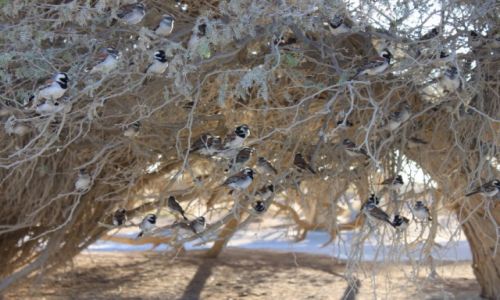 Zdjecie NAMIBIA / Sosussvlei / Deadvlei / Deadvlei II