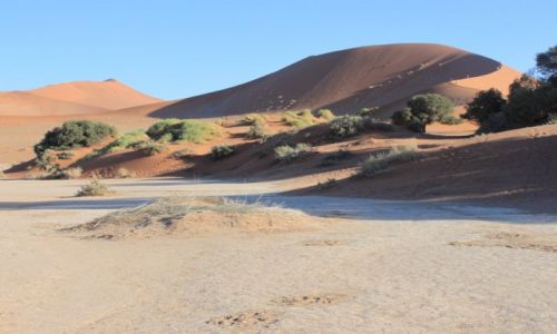 Zdjcie NAMIBIA / Sosussvlei / Deadvlei / Deadvlei III