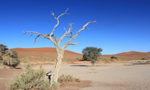 Zdjcie NAMIBIA / Sosussvlei / Deadvlei / Deadvlei IV