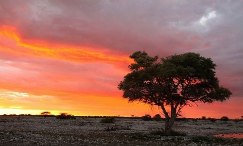 Zdjecie NAMIBIA / Etosha / Okuaejo / Etosha wieczorem