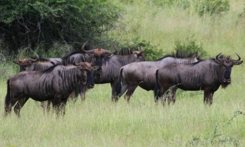 Zdjecie NAMIBIA / Caprivi / Mahango / Gnu prgowane - Blue Wildebest
