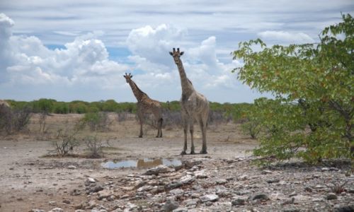 Zdjecie NAMIBIA / - / W drodze do Parku Etosha / Afrykaskie arystokratki