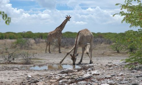 Zdjcie NAMIBIA / - / W drodze do Parku Etosha / Afrykaskie arystokratki