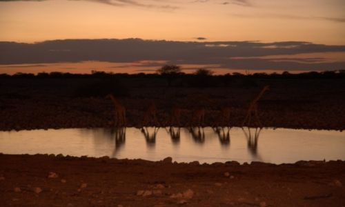 Zdjcie NAMIBIA / - / Park Etosha / Afrykaskie arystokratki