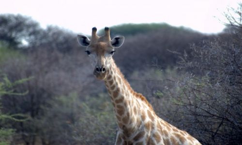 Zdjecie NAMIBIA / - / Park Etosha / Pikno - duga szyja, dugie rzsy no i dugie nogi, ktrych nie wida:-)