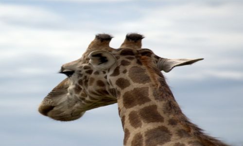 Zdjecie NAMIBIA / - / Park Etosha / Pikno - duga szyja, dugie rzsy no i dugie nogi, ktrych nie wida:--)