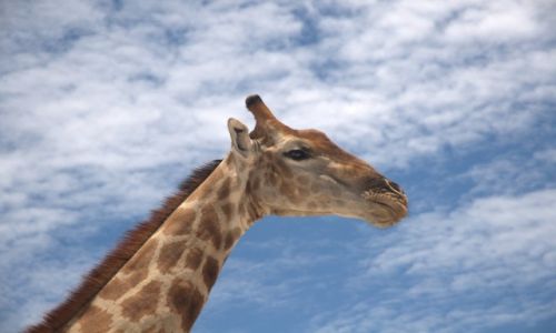 Zdjecie NAMIBIA / - / Park Etosha / Pikno - duga szyja, dugie rzsy no i dugie nogi, ktrych nie wida:-)