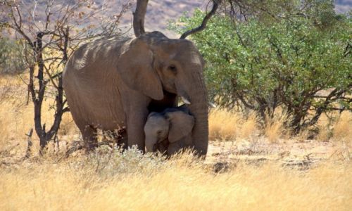 Zdjecie NAMIBIA / - / Gdzie na rodkowym zachodzie / Rodzinka