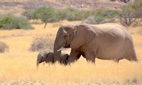 Zdjecie NAMIBIA / - / Gdzie na rodkowym zachodzie / Rodzinka