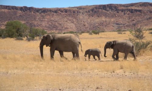 Zdjecie NAMIBIA / - / Gdzie na rodkowym zachodzie / Rodzinka