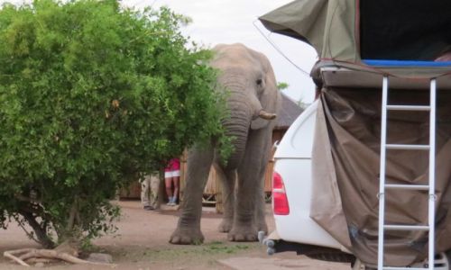 NAMIBIA / Palmwag / kemping / Niespodziewane odwiedziny