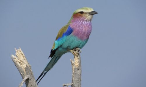 NAMIBIA / Park Narodowy Etoszy / Halali / Kraska liliowopierna