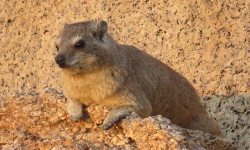 NAMIBIA / Spitzkoppe / wzniesienia na kempingu / gralek przyldkowy