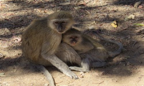 Zdjecie NAMIBIA / werweta / rezerwat Mahango / przytul mnie mamo