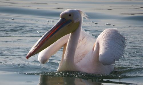 Zdjcie NAMIBIA / Walvis Bay / Ocean Atlantycki / pelikan rowy