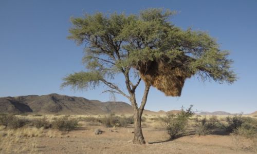NAMIBIA / Centralna Namibia / sawanna / ogromne gniazdo kolonii wikaczy
