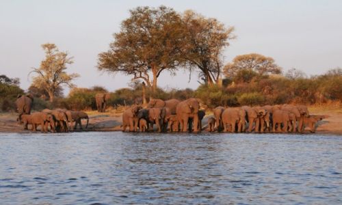 Zdjęcie NAMIBIA / Kavango / Kavango River / U wodopoju