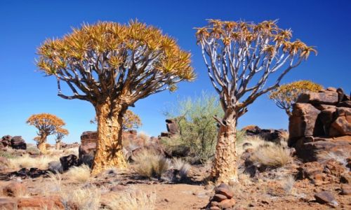 Zdjecie NAMIBIA / - / Gariganus Farm / Las koczanowy