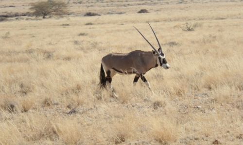 Zdjcie NAMIBIA / Pustynia Namib / Gaub Pass / Samotny oryx