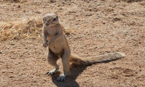 Zdjcie NAMIBIA / Pustynia Namib / Gaub Pass / Umiechnita..