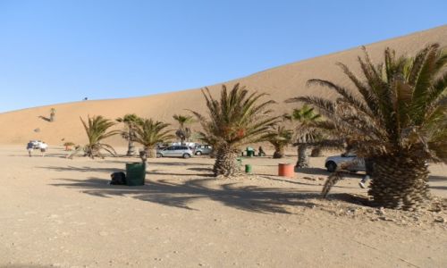 Zdjcie NAMIBIA / Pustynia Namib / Gaub Pass / Palmy tu przed zalaniem wydmy