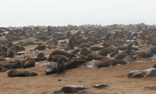 Zdjęcie NAMIBIA / Ocean Atlantycki / Cape Cross / Stado fok