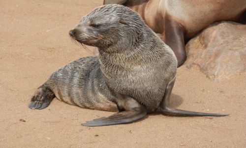 Zdjęcie NAMIBIA / Ocean Atlantycki / Cape Cross / Pięknisia