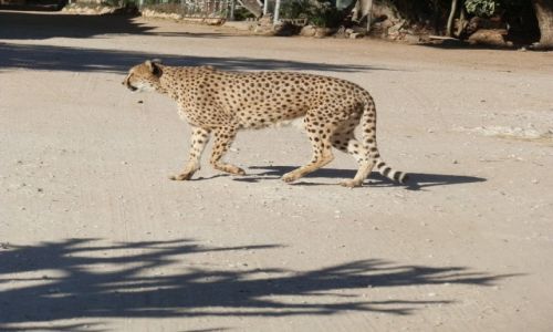 Zdjcie NAMIBIA / Otjitotongwe Cheetah / Otjitotongwe / Gepard w caej okazaoci