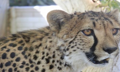 Zdjcie NAMIBIA / Otjitotongwe Cheetah / Otjitotongwe / Buzie mam adn