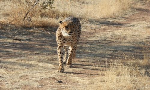 Zdjcie NAMIBIA / Otjitotongwe Cheetah / Otjitotongwe / Dziki gepard