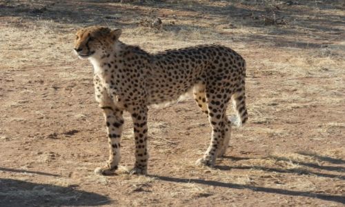 Zdjcie NAMIBIA / Otjitotongwe Cheetah / Otjitotongwe / Pikny, dostojny