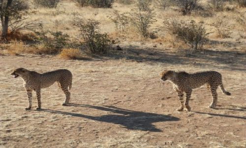 Zdjcie NAMIBIA / Otjitotongwe Cheetah / Otjitotongwe / adna parka