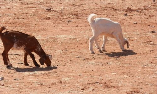 Zdjcie NAMIBIA / Granica z Angol / Okolice Epupa / W zagrodzie Himba