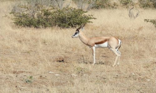 Zdjcie NAMIBIA / Park Etosha / Park Etosha / Dzicz