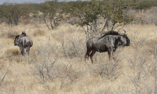 Zdjcie NAMIBIA / Park Etosha / Park Etosha / Gnu