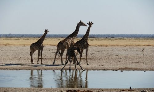 Zdjcie NAMIBIA / Park Etosha / Park Etosha / Trzy paniusie