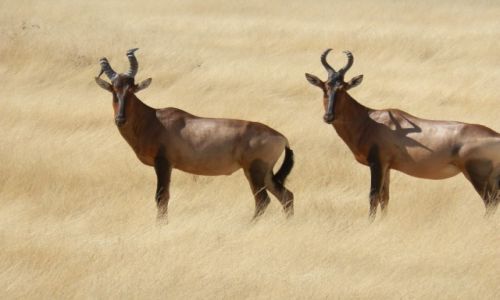 Zdjecie NAMIBIA / Park Etosha / Park Etosha / Antylopy