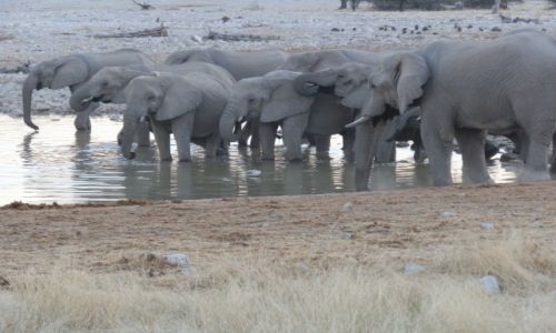 Zdjcie NAMIBIA / Park Etosha / Park Etosha / Na wsplnej biesiadzie