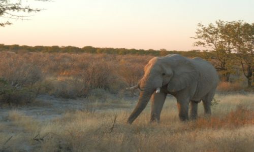 Zdjcie NAMIBIA / Park Etosha / Park Etosha / Spacer o poranku