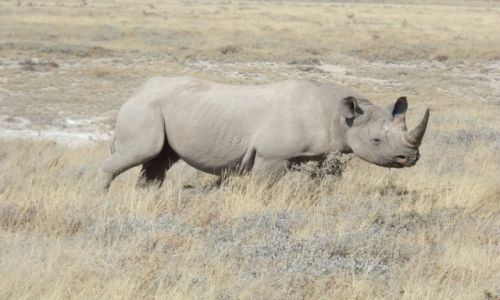 Zdjcie NAMIBIA / Park Etosha / Park Etosha / Okazay nosoroec