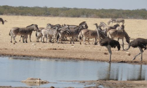 Zdjcie NAMIBIA / Park Etosha / Park Etosha / Tam gdzie woda stoi ycie
