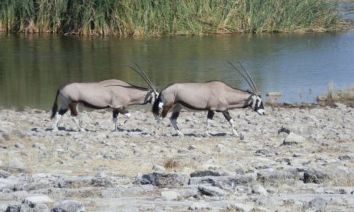 Zdjcie NAMIBIA / Park Etosha / Park Etosha / Przy wodzie