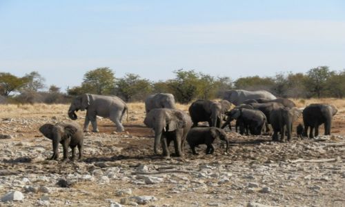 Zdjcie NAMIBIA / Park Etosha / Park Etosha / Pojedli, popili