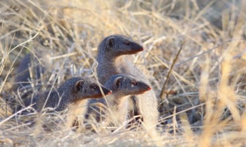 Zdjecie NAMIBIA / Waterberg Plateau / Waterberg / Mangusta prgowana