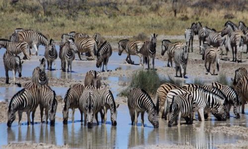 Zdjecie NAMIBIA / Etosha National Park / Etosha / Przy wodopoju