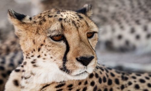Zdjcie NAMIBIA / Otjitotongwe / Otjitotongwe / Cheetah Farm