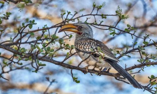 Zdjcie NAMIBIA / Otjitotongwe / Otjitotongwe / dzioboroec 